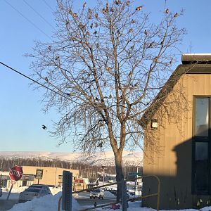 Bohemian Waxwings - Alaska