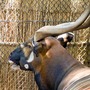 Eastern Bongo (Tragelaphus eurycerus isaaci) - December 2019