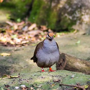 Brush Bronzewing (Phaps elegans) - December 2019