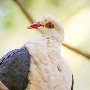 White-headed Pigeon (Columba leucomela) - December 2019