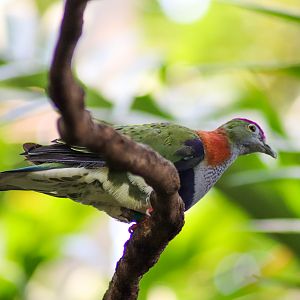 Superb Fruit Dove (Ptilinopus superbus) - December 2019
