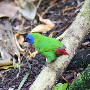 Blue-faced Parrotfinch (Erythrura trichroa) - December 2019