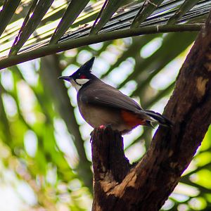 Red-whiskered Bulbul (Pycnonotus jocosus) - December 2019