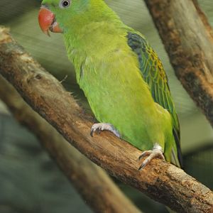 Blue-naped Parrot (Tanygnathus lucionensis), October 2020