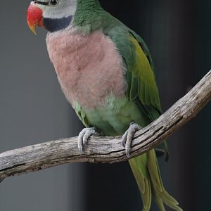 Dammerman's Moustached Parakeet (Psittacula alexandri dammermanni), October 2020