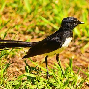 Willie Wagtail.