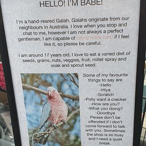 Galah signage, Masterton Pet Shop