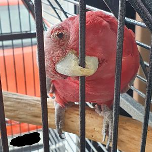 Galah, Masterton Pet Shop