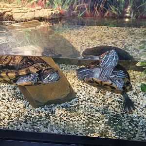 Red-eared Sliders, Masterton Pet Shop