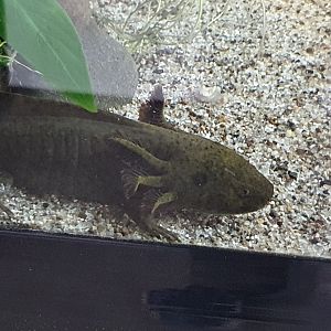 Axolotl, Masterton Pet Shop