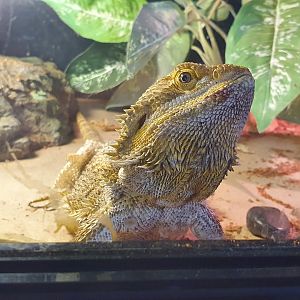 Bearded Dragon species, Masterton Pet Shop