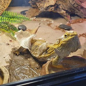 Bearded Dragon species, Masterton Pet Shop