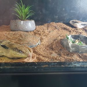 Eastern Blue-tongued Skinks, Masterton Pet Shop