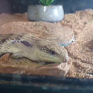 Eastern Blue-tongued Skink, Masterton Pet Shop