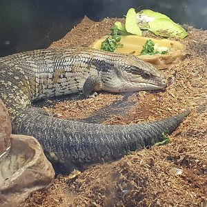 Eastern Blue-tongued Skink, Masterton Pet Shop
