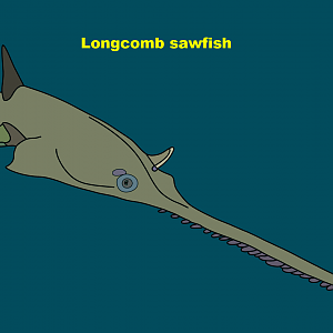Longcomb sawfish (Pristis zijsron)