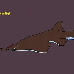 Smalltooth sawfish (Pristis pectinata)