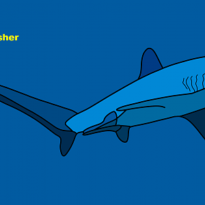 Pelagic thresher (Alopias pelagicus)