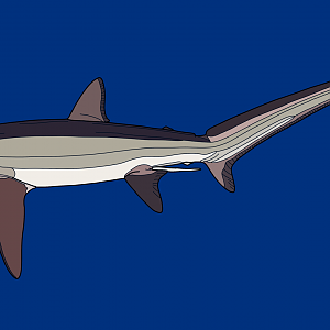 Bigeye thresher (Alopias superciliosus)