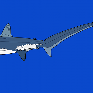 Common thresher (Alopias vulpinus)