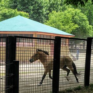 Przewalski's Horse