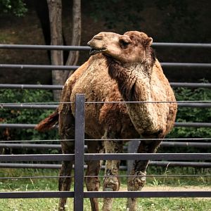 Dromedary Camel