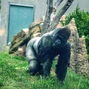 Western Lowland Gorilla