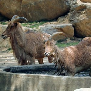 Barbary sheep cooling off