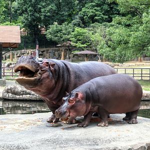 Hippopotamus family