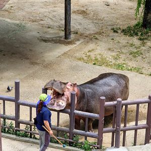 Hippopotamus training