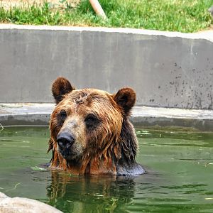 Ussuri Brown Bear