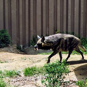 Striped Hyena