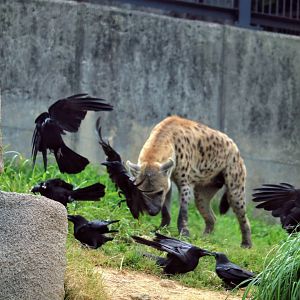 Spotted Hyena with Crows