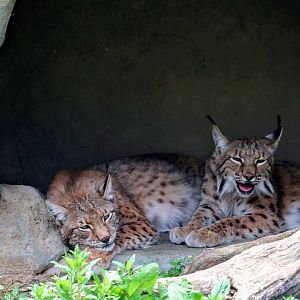 Eurasian Lynxes