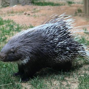 African Crested Porcupine