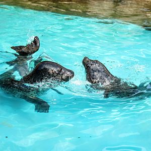 Harbor Seals