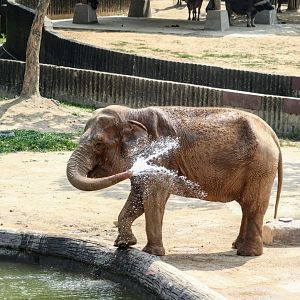 Asian Elephant