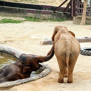 Asian Elephants