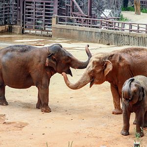 Asian Elephants