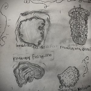 Page of Polycad Flatworms, Pt 1.