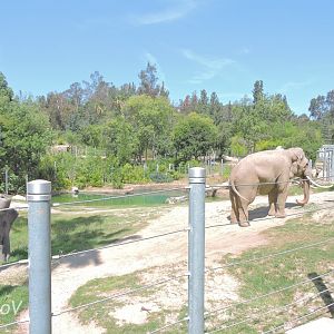 Asian elephant exhibit [2015]
