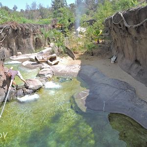 Giant otter exhibit - Rainforest of The Americas [2015]