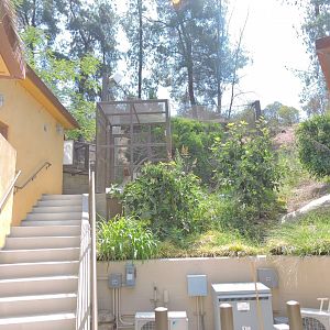 Bald uakari exhibit - Rainforest of The Americas [2015]