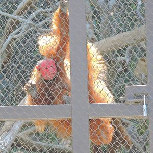 Bald uakari - Rainforest of The Americas [2015]