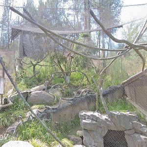 Black howler exhibit - Rainforest of The Americas [2015]