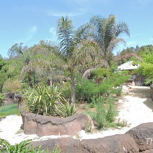 Baird's tapir exhibit - Rainforest of The Americas [2015]