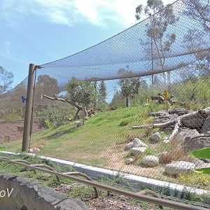 Jaguar exhibit - Rainforest of The Americas [2015]