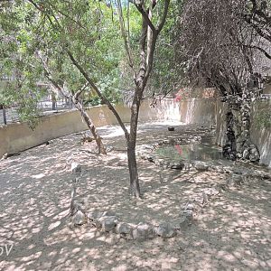 Mountain tapir exhibit - Rainforest of The Americas [2015]