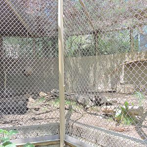 Giant anteater exhibit - Rainforest of The Americas [2015]