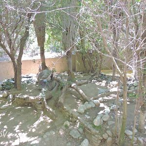 Giant otter exhibit - Rainforest of The Americas [2015]